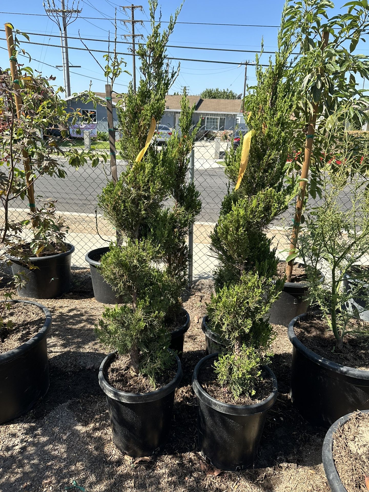 Spiral Juniper