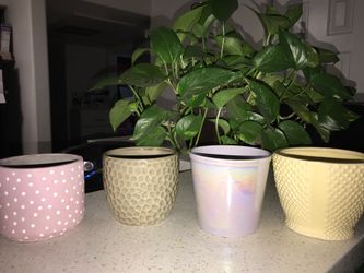Plant pots