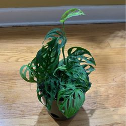 Monstera Trailing Plant / Swiss Cheese Plant 