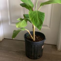 “ Banana “ Plant 