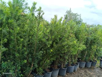 Podocarpus privacy hedge plants 7gl overgrown 6ft $26