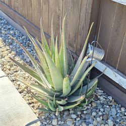 4 big Alovera Plants 🪴