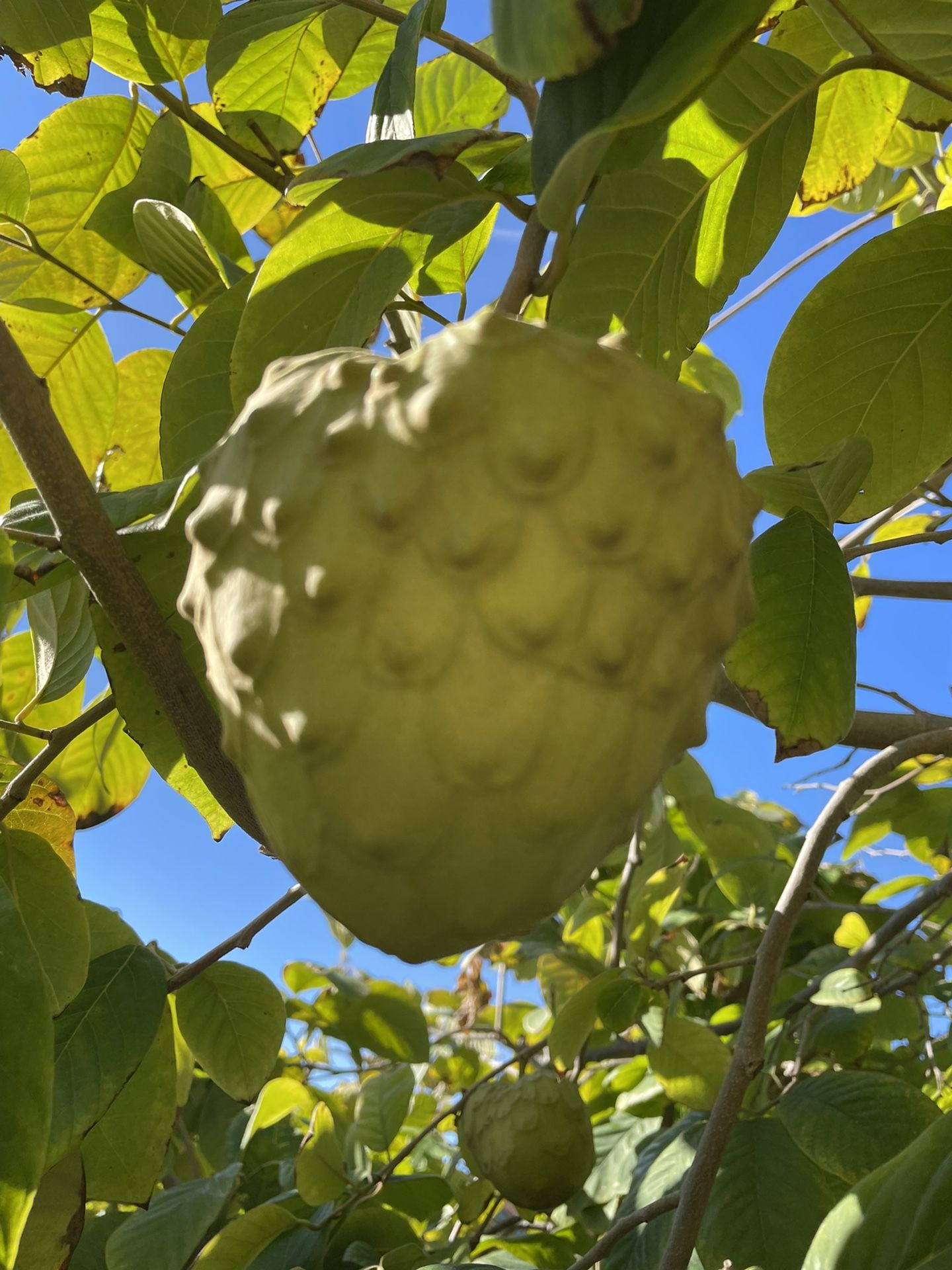 Cherimoya Tree