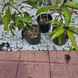 Mango Plants ... Buxon Spice