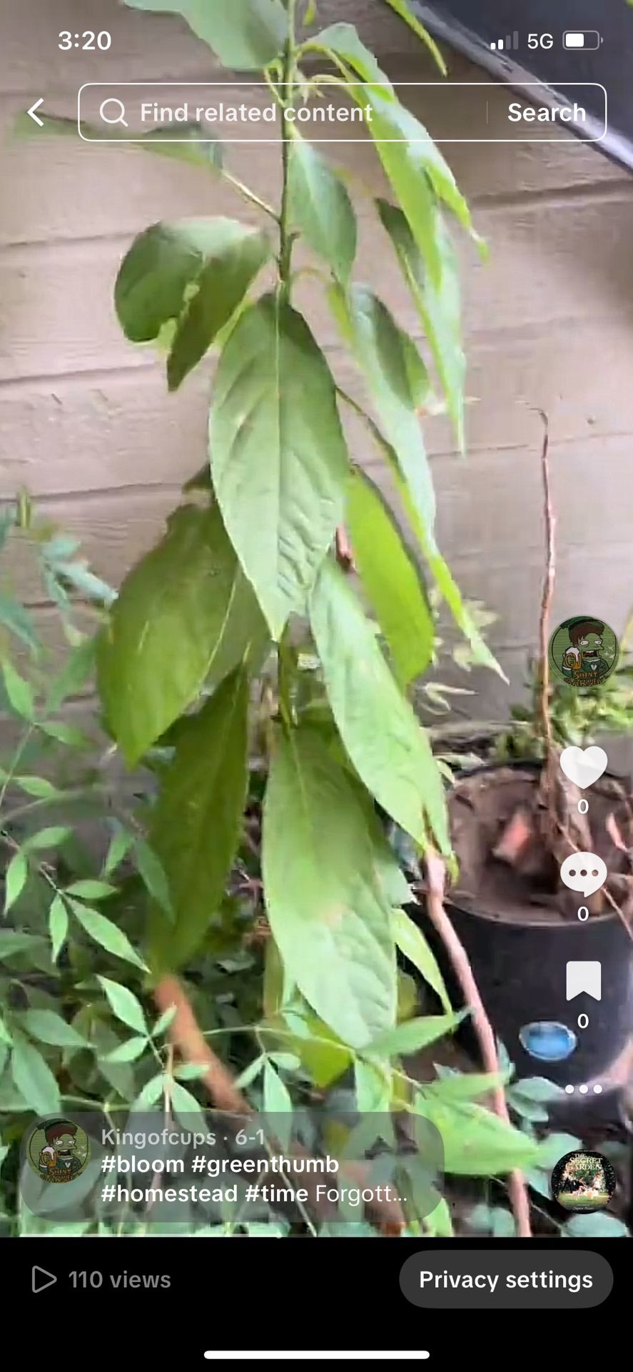4 Yr Old Avocado Plants