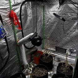 Vivosun Tent And All Equipment 