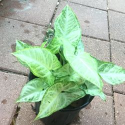 Arrowhead Plant It’s Air Purifier Plant 