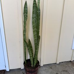 🌿 Snake Plant (Sansevieria / Mother-in-Law’s Tongue)