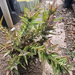 Plant With Pot 10 Years Old 