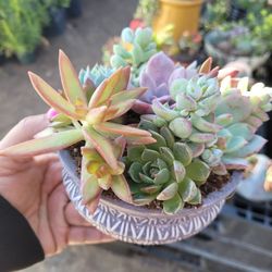 Succulent Arrangements