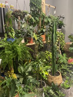 Plants 