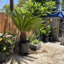 Plant For Sale