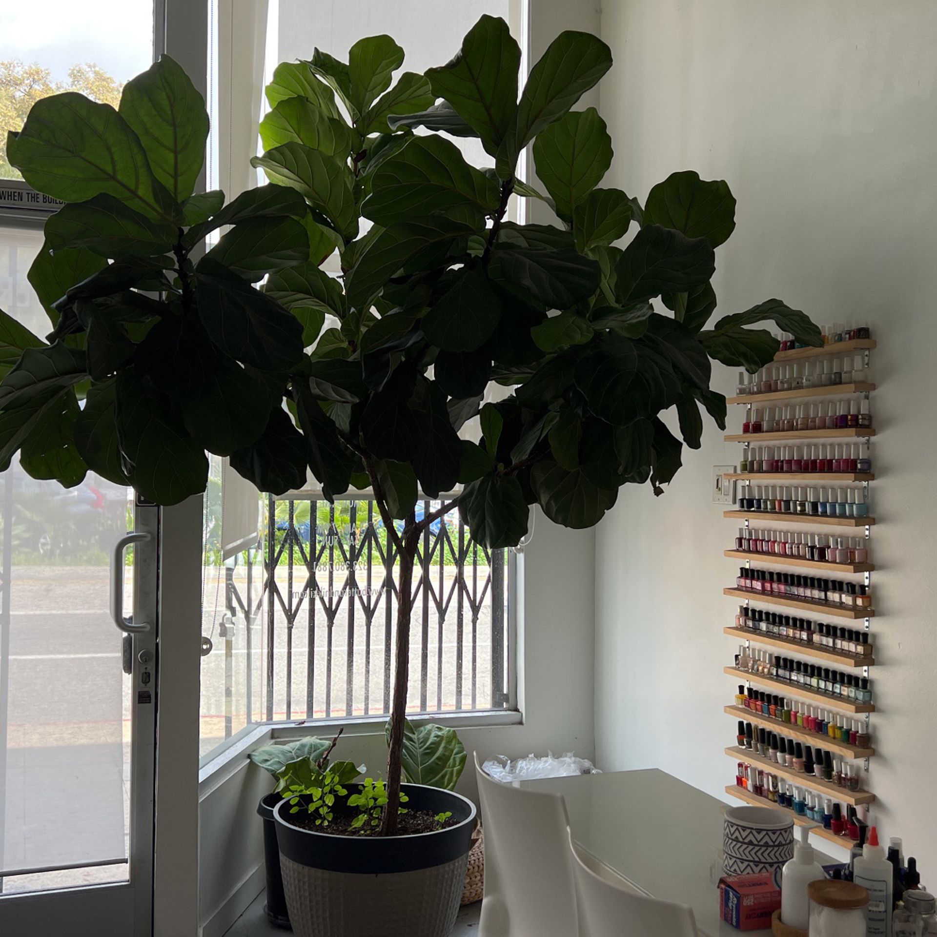 Fiddle Fig Plant