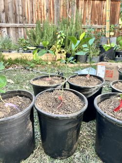 Dobashi beni mandarin