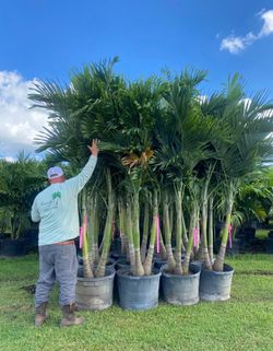 THICK Christmas Palms!