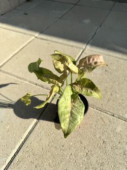 Syngonium Pink Spot- 3.5” Planter