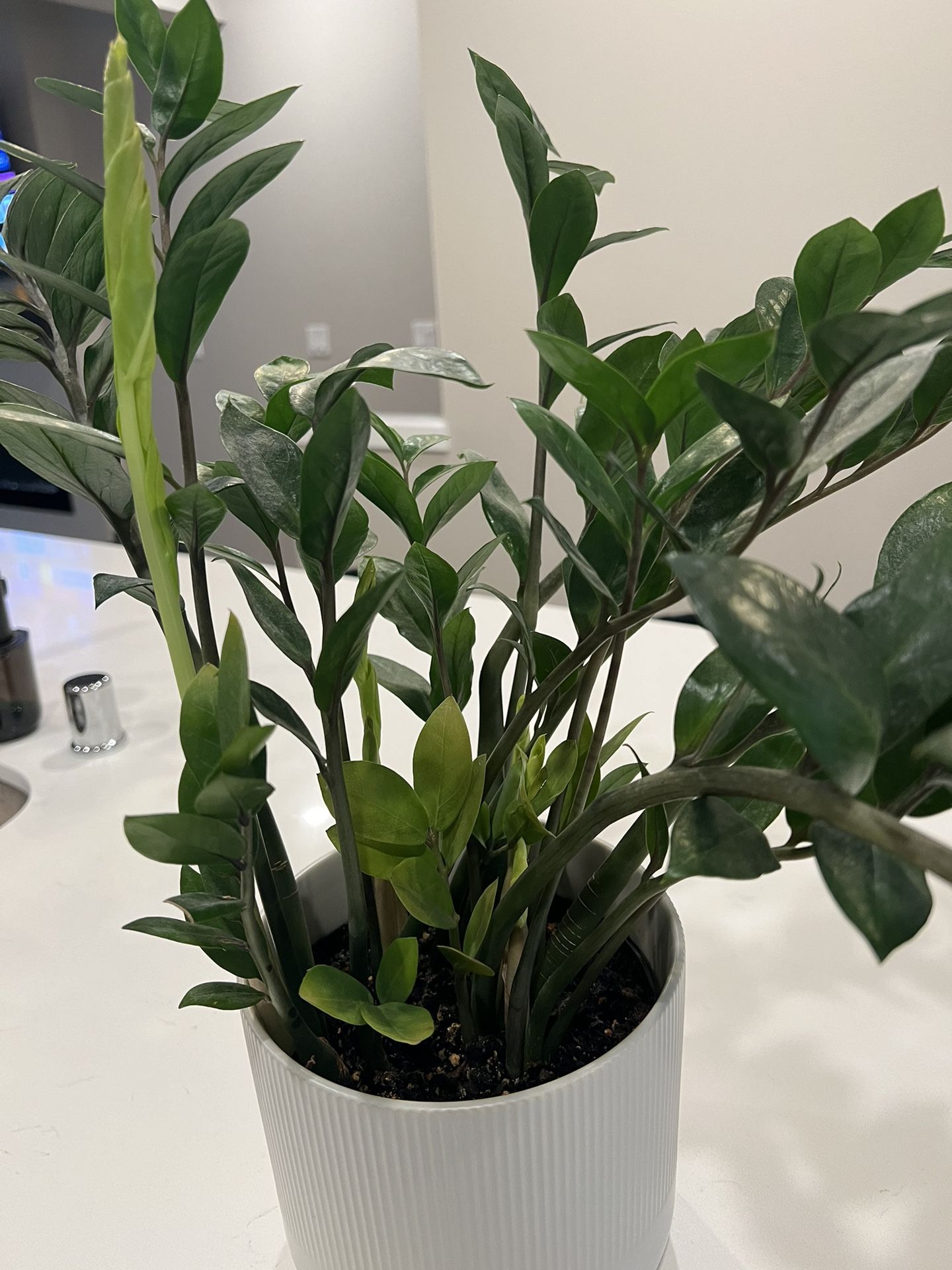 Indoor ZZ Plant