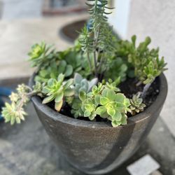 Beautiful Healthy Succulent Plant 