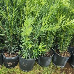 Beautiful Podocarpus Plants For Privacy!!! 3 Feet Tall!!! Fertilized 