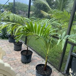 christmas palm adonidia merrillii (7 gallon)
