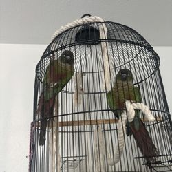Bird Cage 