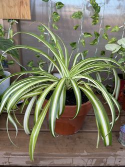 Spider plant