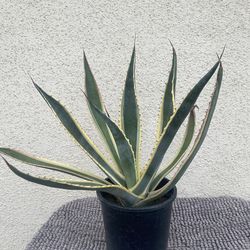 Agave Americana Plant..