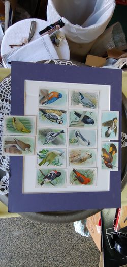 VINTAGE SODA LITHO BIRD TRADING CARDS