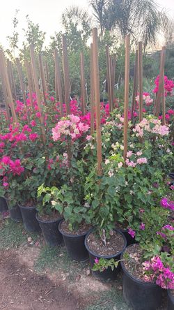 Bougainvillea