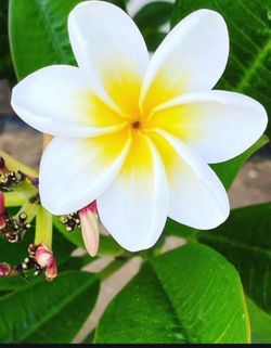 Fresh Plumeria Cutting
