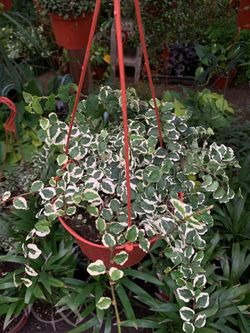 Creeping variegated fig plant 6 in pot