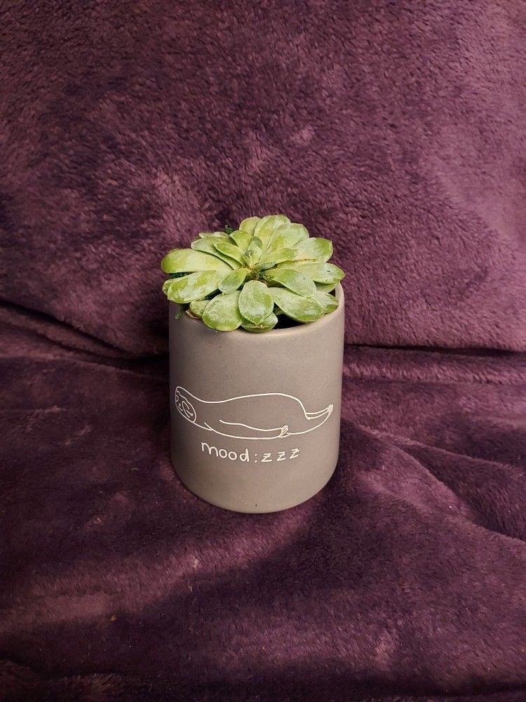 Cute Succulent House Plant