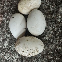 Goose Eggs 