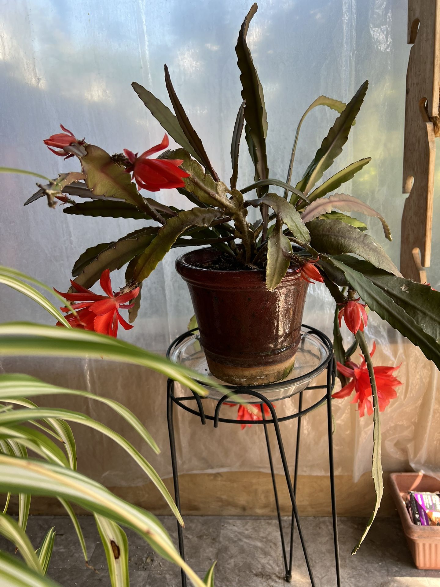 Red Orchid Cactus Red Flowers Potted Plant