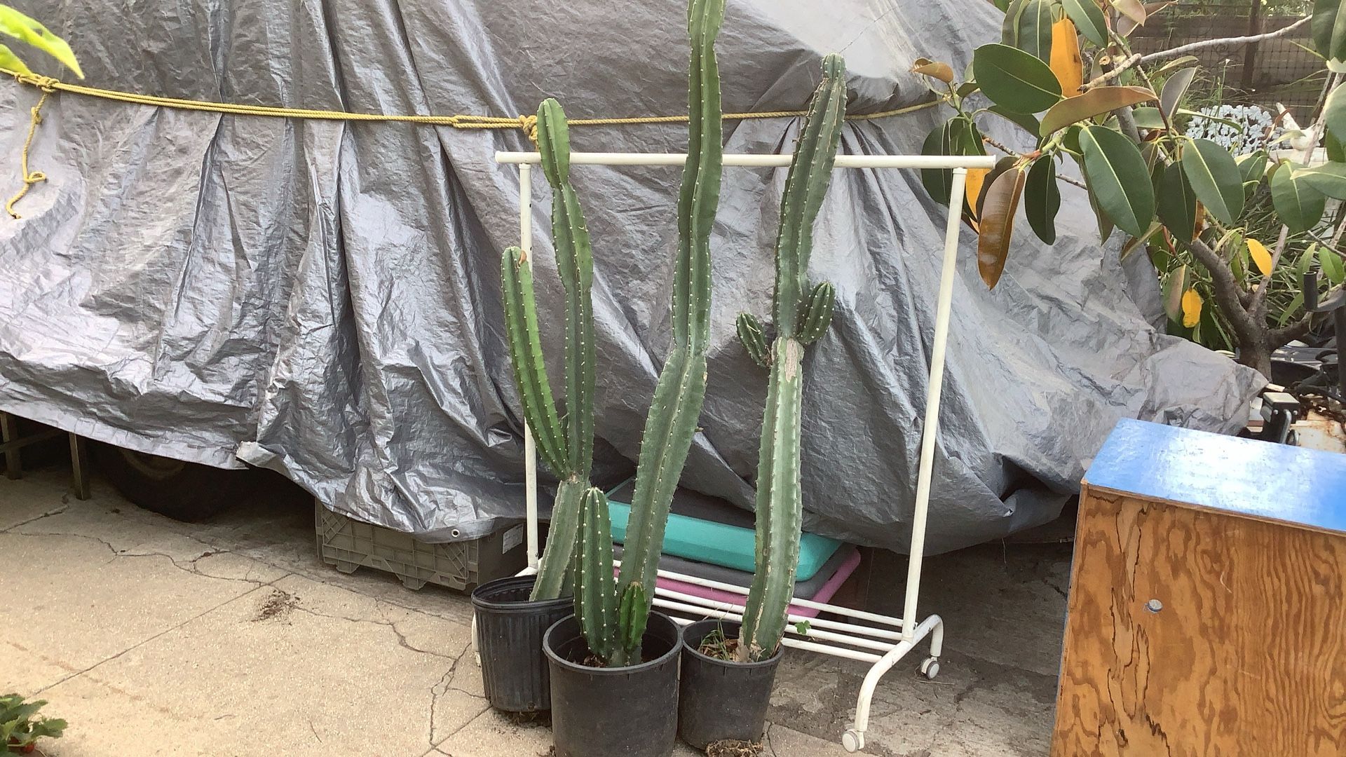 Cactus Plants 5’ to 6’ Tall