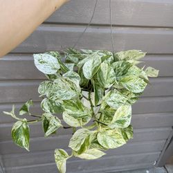 6” snow queen pothos 