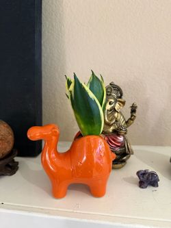 Live Jade Pegoda Snake Plant with Camel Ceramic Pot (Please read full description)