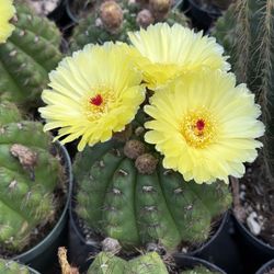 Cactus And Succulents