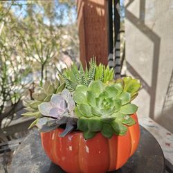 Unique Pots With Succulents