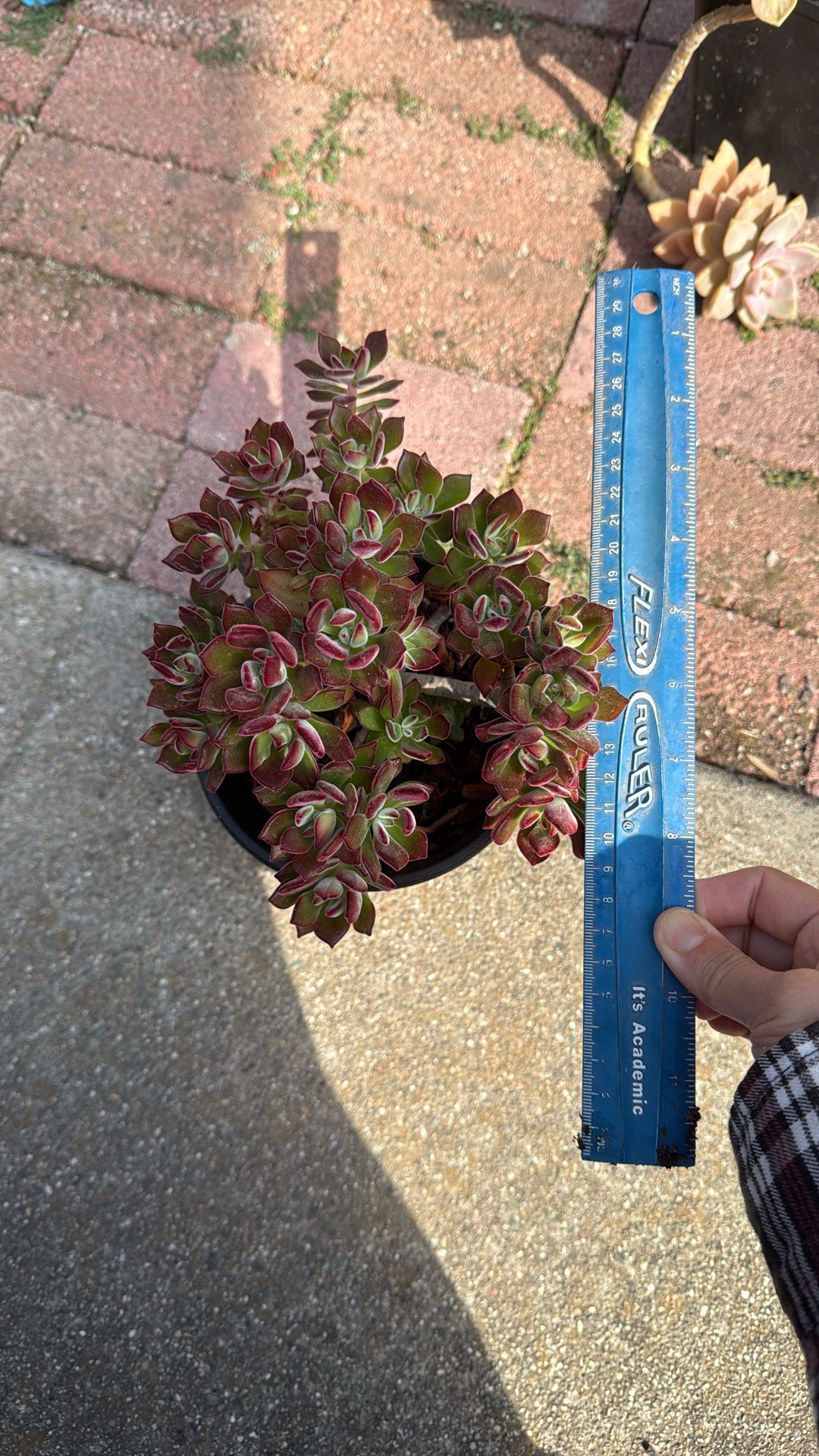Succulent Plant 6” Pot