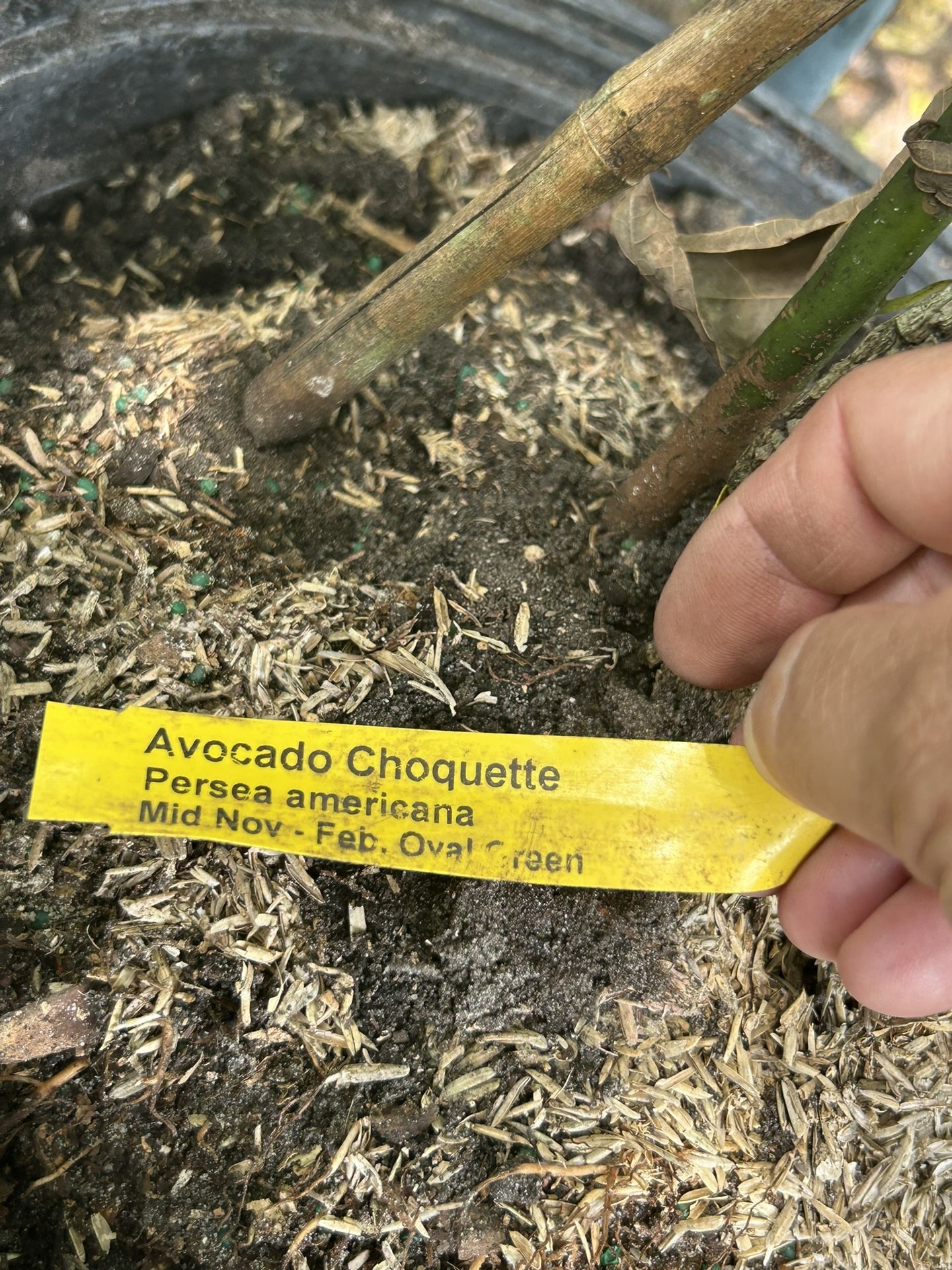 7 Gal Choquettes Avocados Tree $80.00