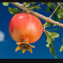 1 Gallon 2 Feet Pomegranate Fully Rooted Plant Punica Granatum