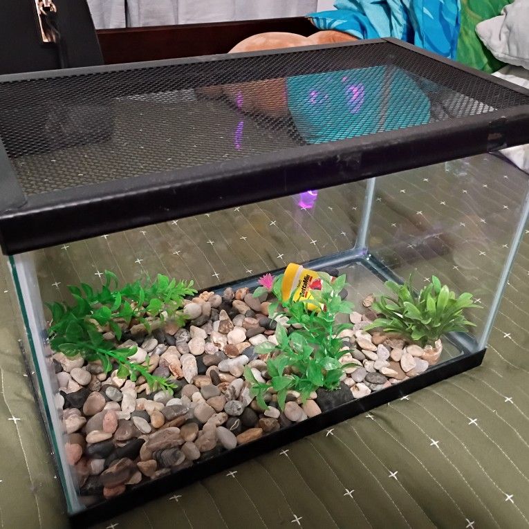 5 Gallon Fish Tank? (Pick Up Only)