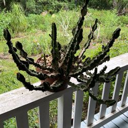 Euphorbia brevitorta And Dorstenia foetida 2 Unusual Succulents