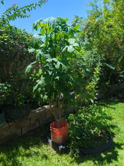 ÁRBOL de CHAYA