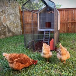 Smart Chicken Coop