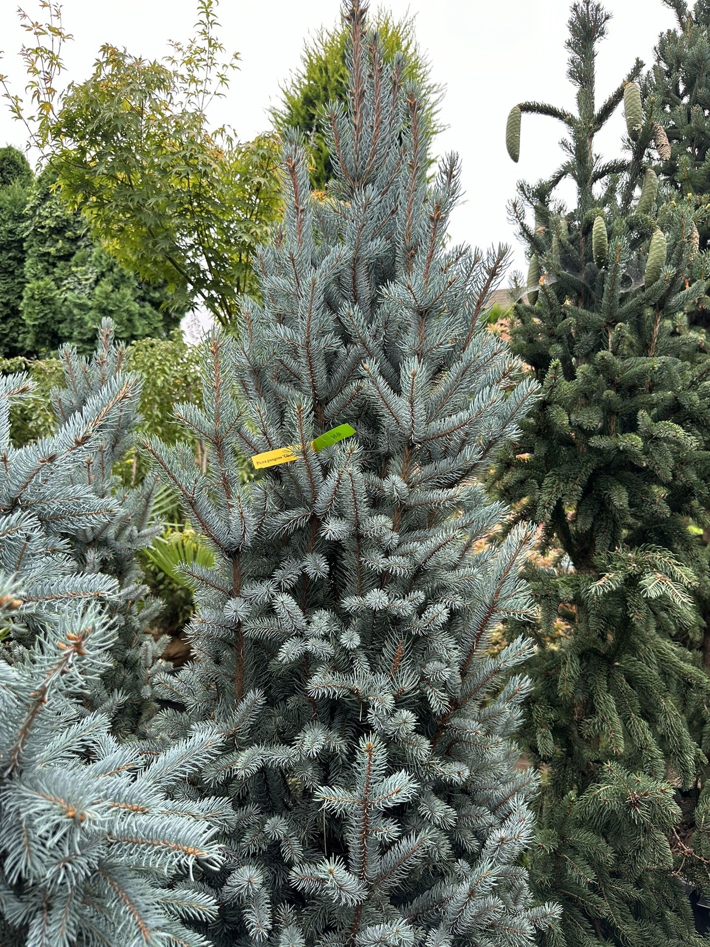 Picea Pungens Glauca Fastigiata