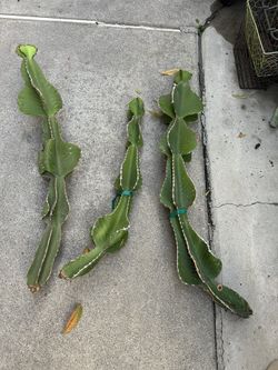 Rare Euphorbia Cooperi (cutting)