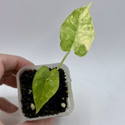 Alocasia Gageana Aurea 