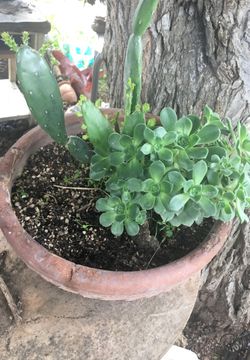 Cactus with flower pot